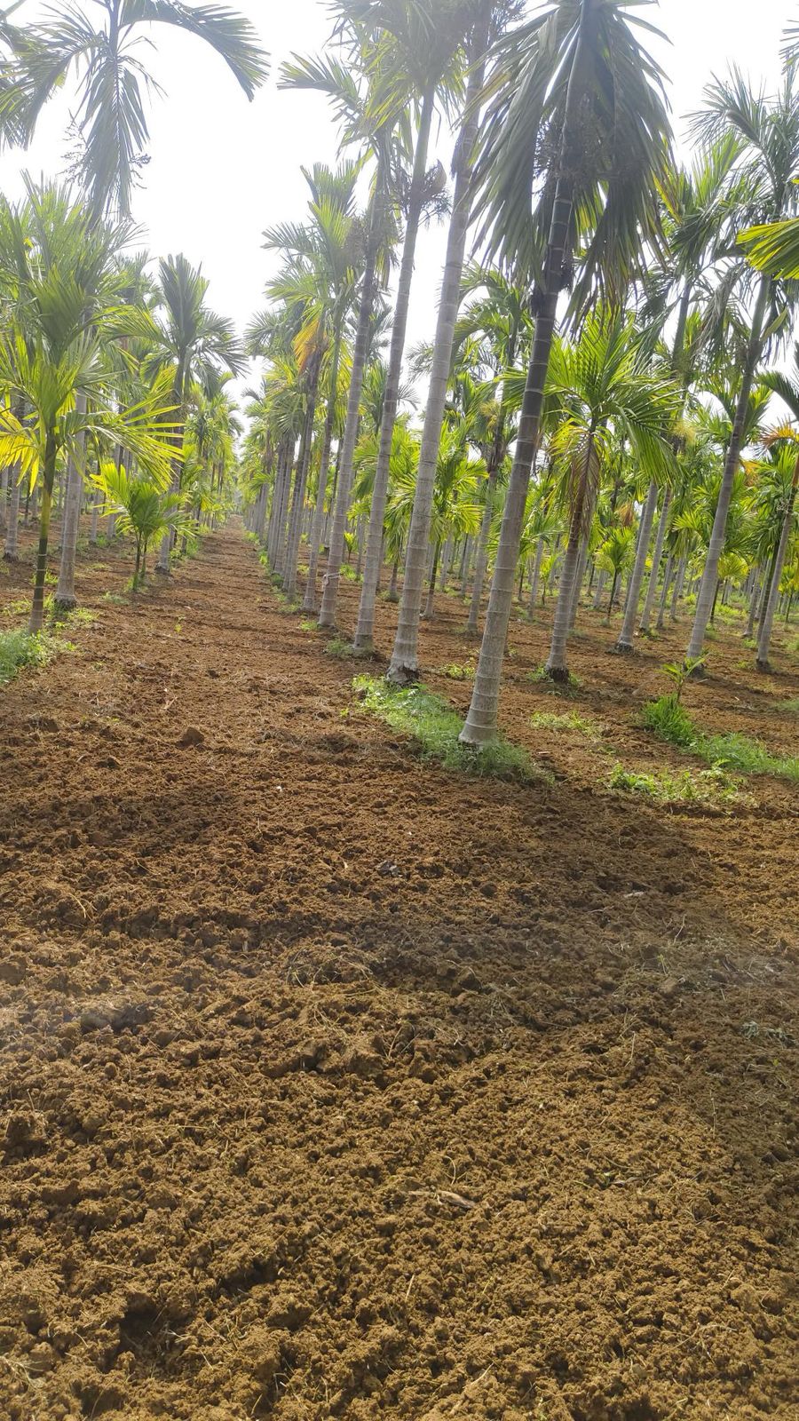 7.5 Acre Areca & Coconut Plantation – Hassan